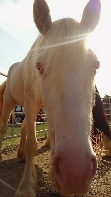 Irish Cob Cremello 4-jährig eingeritten, Nikol Steincke , Pferd kaufen, Nagyszokoly , Abbildung 2