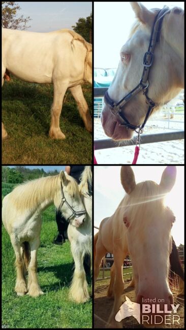 Irish Cob Cremello 4-jährig eingeritten, Nikol Steincke , Konie na sprzedaż, Nagyszokoly , Image 9