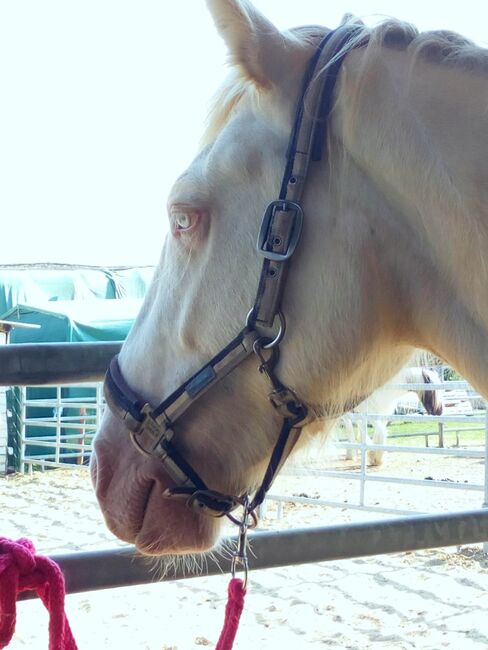 Irish Cob Cremello 4-jährig eingeritten, Nikol Steincke , Horses For Sale, Nagyszokoly , Image 4