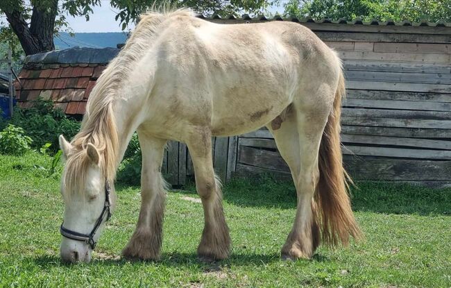 Irish Cob Cremello 4-jährig eingeritten, Nikol Steincke , Horses For Sale, Nagyszokoly , Image 8