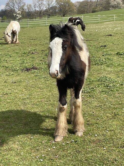 Irisch Cob Stutfohlen, Verena Amacker, Horses For Sale, Genevrey