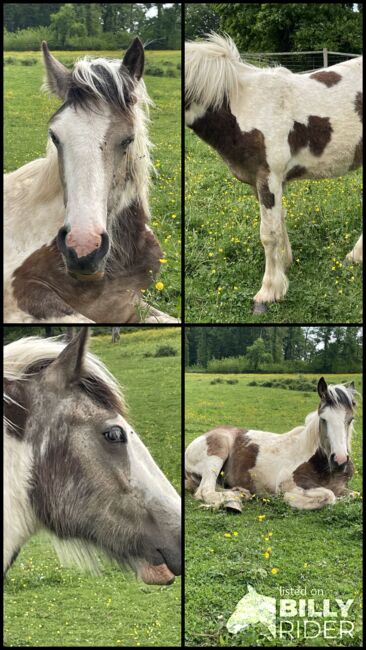 Irish Cob Hengst Jährling, Verena Amacker, Pferd kaufen, Genevrey, Abbildung 6