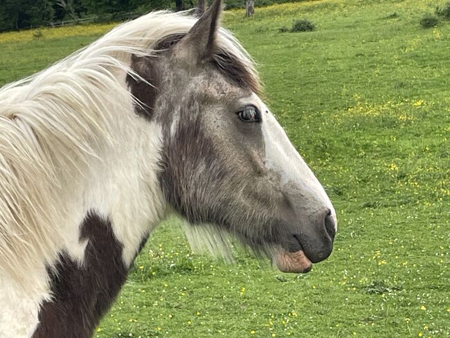 Irish Cob Hengst Jährling, Verena Amacker, Pferd kaufen, Genevrey, Abbildung 3