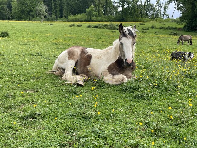 Irish Cob Hengst Jährling, Verena Amacker, Pferd kaufen, Genevrey, Abbildung 4