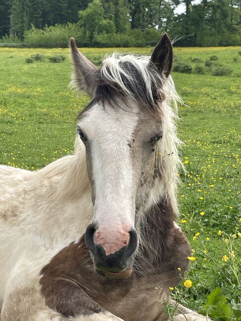 Irish Cob Hengst, Verena Amacker, Pferd kaufen, Genevrey