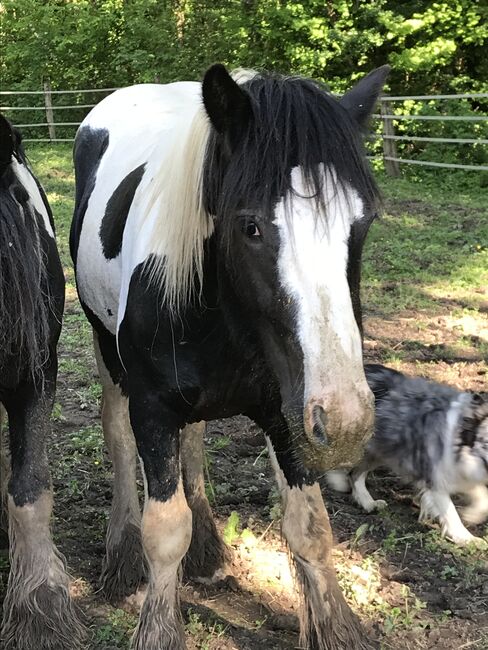 Irish Cob Hengst, 6 Jahre, Verena Amacker, Horses For Sale, Genevrey, Image 3