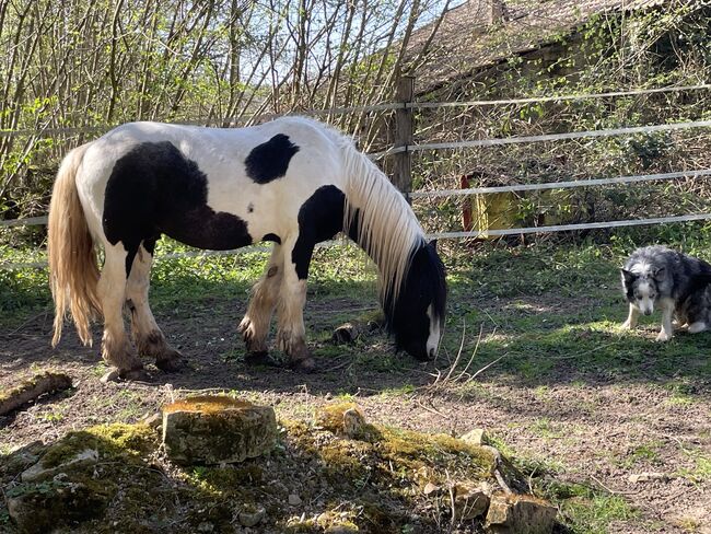 Irish Cob Hengst, 6 Jahre, Verena Amacker, Horses For Sale, Genevrey, Image 6