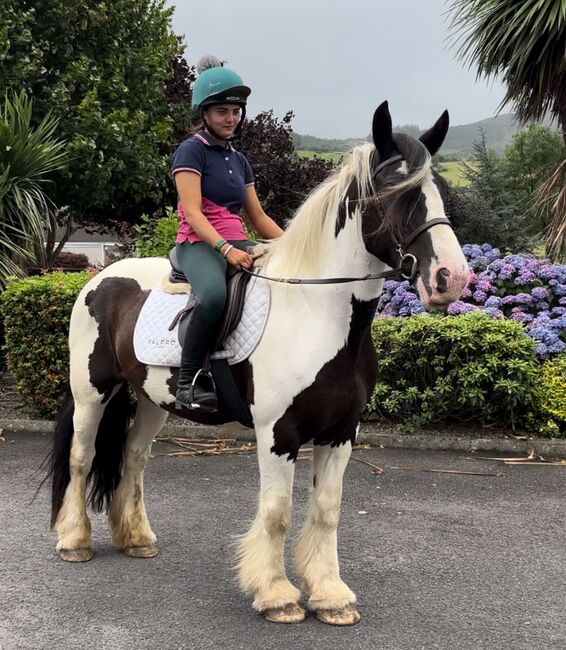 Irish Cob Stute Eileen sucht ein liebevolles Zuhause, Natascha Mächler, Horses For Sale, Schlossrued, Image 4