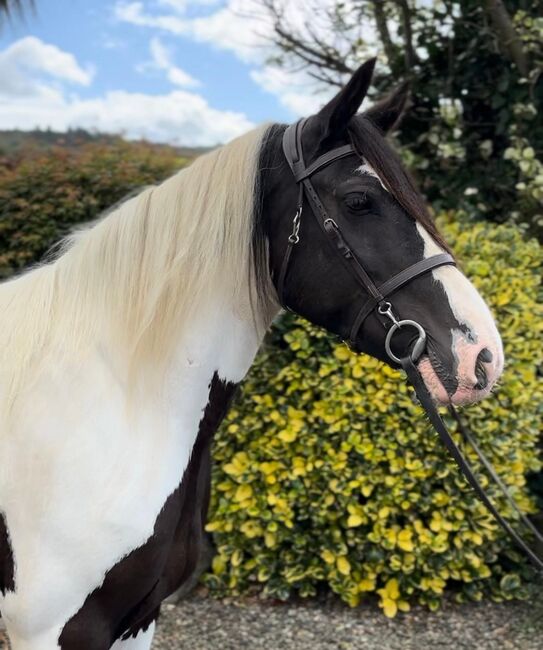 Irish Cob Stute Eileen sucht ein liebevolles Zuhause, Natascha Mächler, Horses For Sale, Schlossrued, Image 5