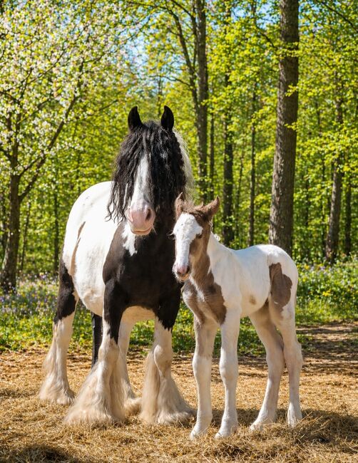 Irish Cob Silver Dapple Hengstfohlen Tinker, NV, Horses For Sale, Heiligengrabe