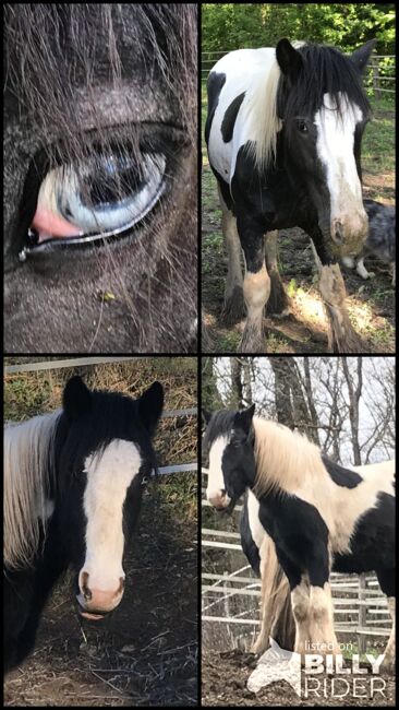 Irish Cob Hengst, 6 Jahre, Verena Amacker, Horses For Sale, Genevrey, Image 8