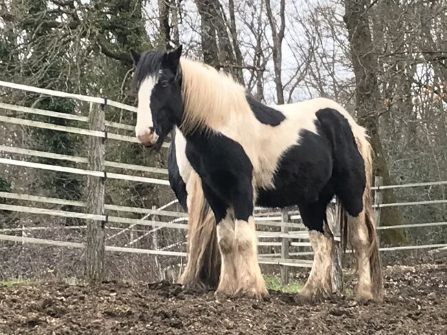 Irish Cob Hengst, 6 Jahre, Verena Amacker, Horses For Sale, Genevrey, Image 4