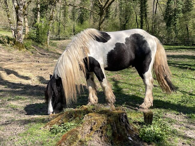Irish Cob Hengst, 6 Jahre, Verena Amacker, Horses For Sale, Genevrey, Image 7