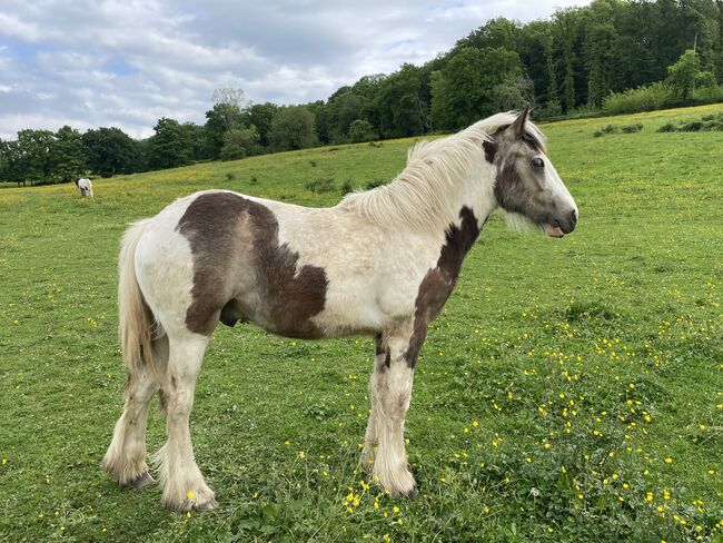Irish Cob Hengst Jährling, Verena Amacker, Horses For Sale, Genevrey, Image 5