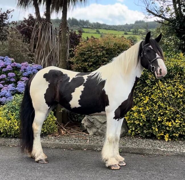 Irish Cob Stute Eileen sucht ein liebevolles Zuhause, Natascha Mächler, Horses For Sale, Schlossrued