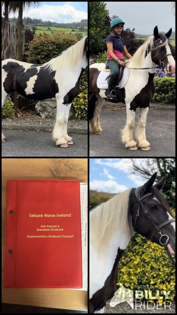 Irish Cob Stute Eileen sucht ein liebevolles Zuhause, Natascha Mächler, Horses For Sale, Schlossrued, Image 6