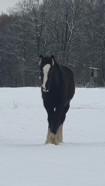 Irish Cob / Tinker Absetzer in Sonderfarbe, Daniela Hoffmann , Pferd kaufen, Rohrberg  
