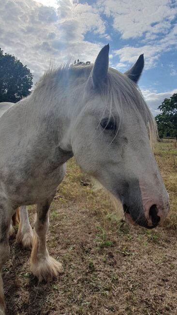 Irish Cob Tinker Hengst 3 jährig Sonderfarbe, Daniela Hoffmann , Pferd kaufen, Rohrberg  