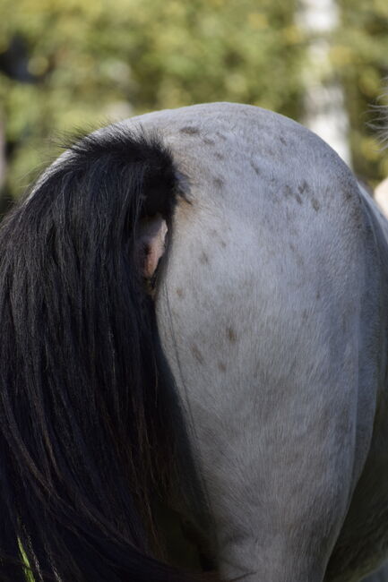 Irish Cob Tinker Hengst Buckskin Tigerschecke, NV, Horses For Sale, Heiligengrabe, Image 11