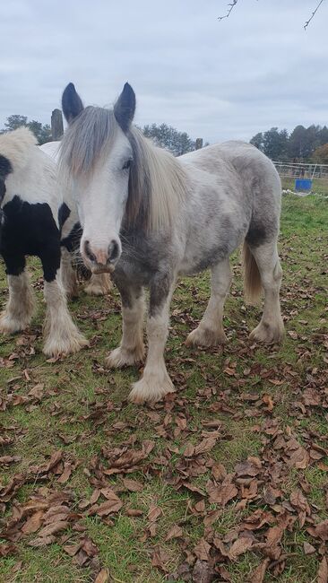 Irish Cob / Tinker Hengst 2 1/2 Jahre, Daniela Hoffmann , Horses For Sale, Rohrberg  