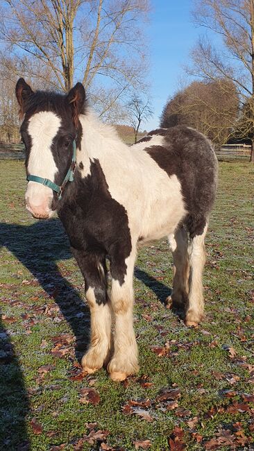 Irish Cob / Tinker Hengst Fohlen, Daniela Hoffmann , Horses For Sale, Rohrberg  