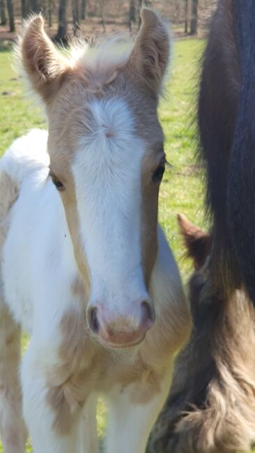 Irish Cob Tinker Hengst Fohlen Palominoschecke, Daniela Hoffmann , Horses For Sale, Rohrberg  