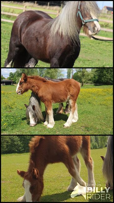 Irish Cob / Tinker Stute , trächtig mit Fohlen bei Fuß, Daniela Hoffmann , Horses For Sale, Rohrberg  , Image 4