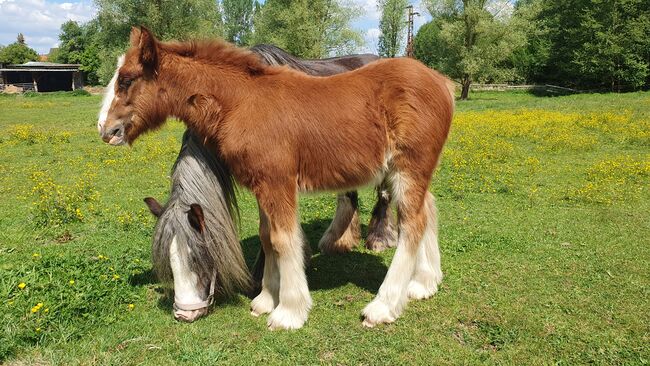Irish Cob / Tinker Stute , trächtig mit Fohlen bei Fuß, Daniela Hoffmann , Horses For Sale, Rohrberg  , Image 3