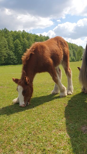 Irish Cob / Tinker Stute , trächtig mit Fohlen bei Fuß, Daniela Hoffmann , Horses For Sale, Rohrberg  , Image 2