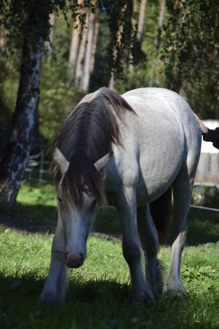 Irish Cob Tinker Hengst Buckskin Tigerschecke, NV, Horses For Sale, Heiligengrabe, Image 3