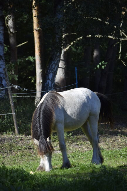 Irish Cob Tinker Hengst Buckskin Tigerschecke, NV, Horses For Sale, Heiligengrabe, Image 7
