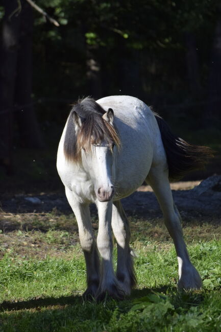 Irish Cob Tinker Hengst Buckskin Tigerschecke, NV, Horses For Sale, Heiligengrabe, Image 8