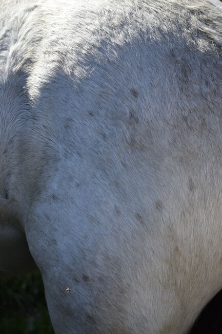 Irish Cob Tinker Hengst Buckskin Tigerschecke, NV, Horses For Sale, Heiligengrabe, Image 13