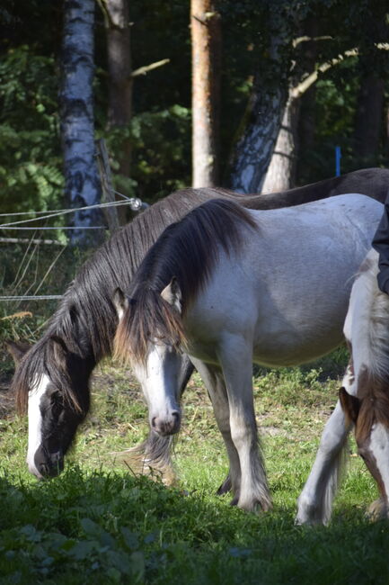 Irish Cob Tinker Hengst Buckskin Tigerschecke, NV, Horses For Sale, Heiligengrabe, Image 5