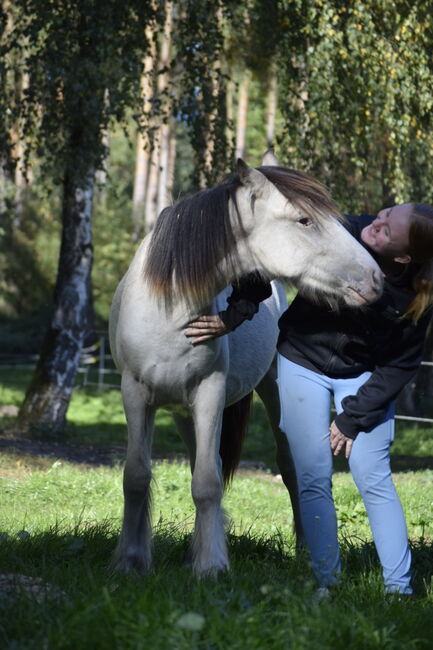 Irish Cob Tinker Hengst Buckskin Tigerschecke, NV, Horses For Sale, Heiligengrabe, Image 2