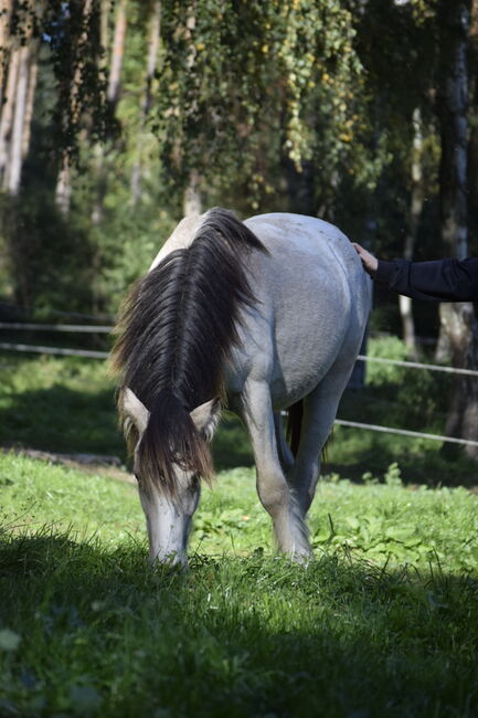 Irish Cob Tinker Hengst Buckskin Tigerschecke, NV, Horses For Sale, Heiligengrabe, Image 4