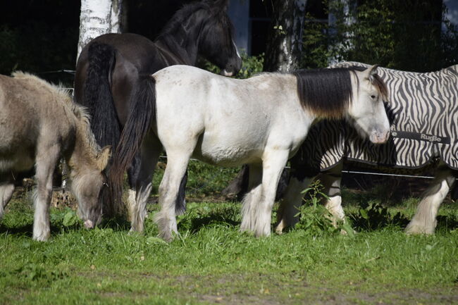 Irish Cob Tinker Hengst Buckskin Tigerschecke, NV, Horses For Sale, Heiligengrabe, Image 10