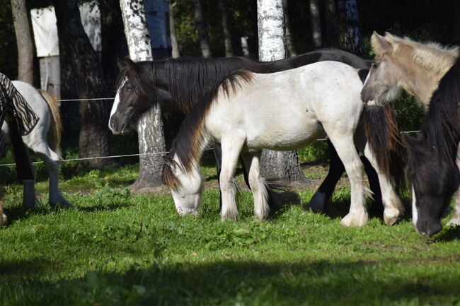 Irish Cob Tinker Hengst Buckskin Tigerschecke, NV, Horses For Sale, Heiligengrabe, Image 9