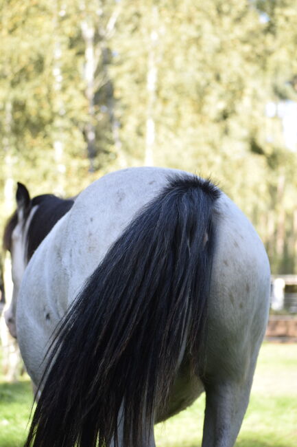 Irish Cob Tinker Hengst Buckskin Tigerschecke, NV, Horses For Sale, Heiligengrabe, Image 12