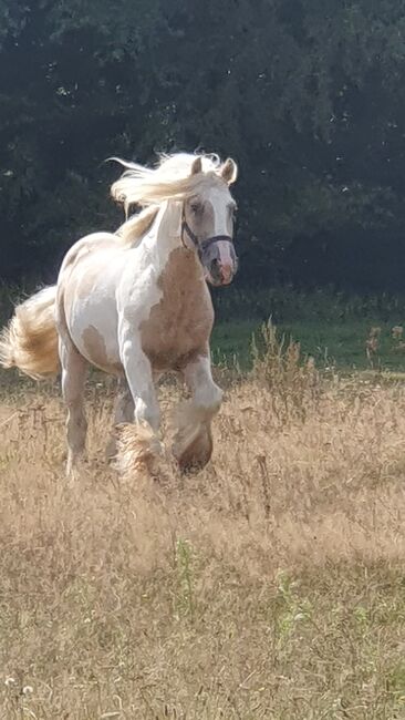 Irish Cob Tinker Hengst, Daniela Hoffmann , Horses For Sale, Rohrberg  