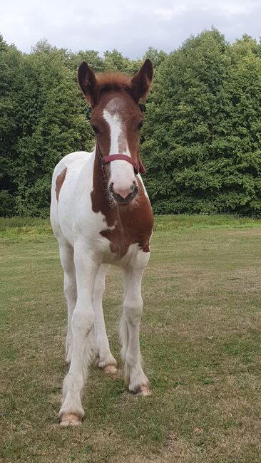 Irish Cob Tinker Stute Fohlen Sonderfarbe, Daniela Hoffmann , Pferd kaufen, Rohrberg  