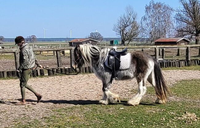 Irish Cob Tinker Wallach Buckskin 3 Jahre, S. S., Horses For Sale, Wittstock , Image 6
