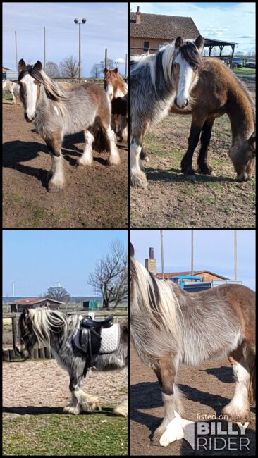 Irish Cob Tinker Wallach Buckskin 3 Jahre, S. S., Horses For Sale, Wittstock , Image 7