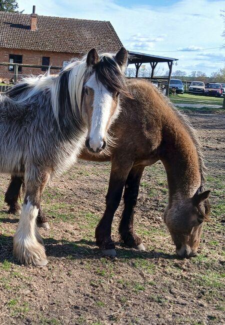 Irish Cob Tinker Wallach Buckskin 3 Jahre, S. S., Pferd kaufen, Wittstock , Abbildung 3