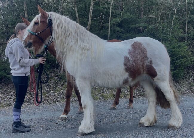 Irish Cob, Tinker, Zucht und klassische Dressur, Freizeit, Fahrsport, Gut Windrose, Horses For Sale, Pleystein