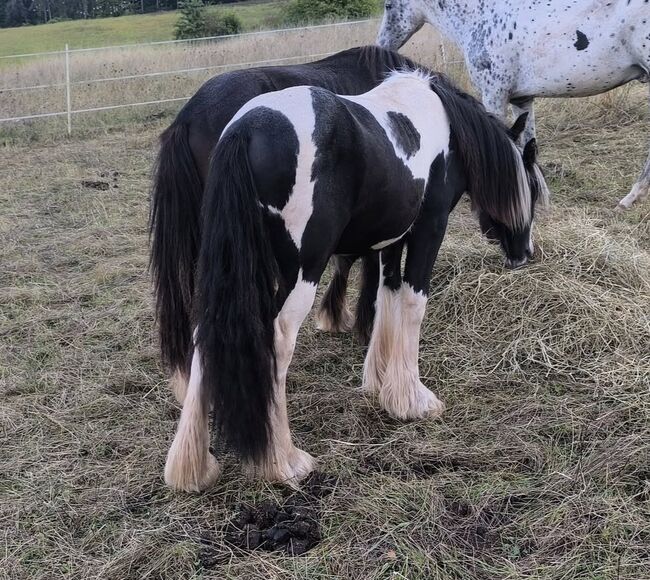Irish Cob tricolour  Hengstanwärter, Tina, Horses For Sale, Calden, Image 2
