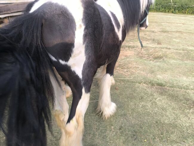 Irish Cob tricolour  Hengstanwärter, Tina, Horses For Sale, Calden, Image 5