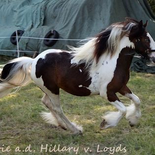 Irish Cob tricolour Jährling Hengstanwärter, Tina, Pferd kaufen, Calden, Abbildung 3