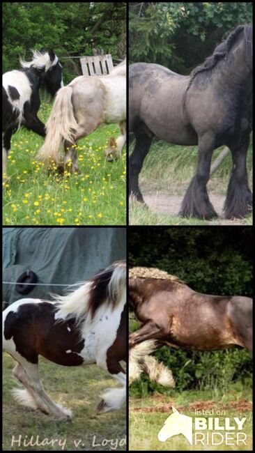Irish Cob tricolour Jährling Hengstanwärter, Tina, Pferd kaufen, Calden, Abbildung 6