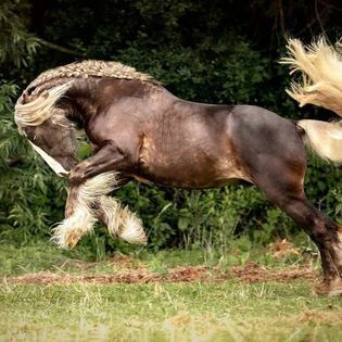 Irish Cob tricolour Jährling Hengstanwärter, Tina, Pferd kaufen, Calden, Abbildung 4